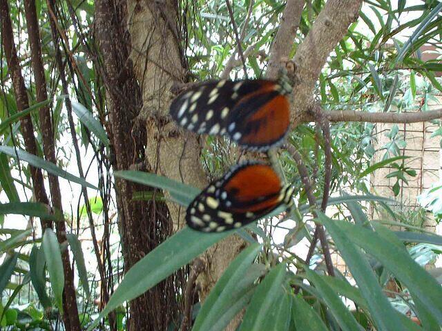 butterfly1
