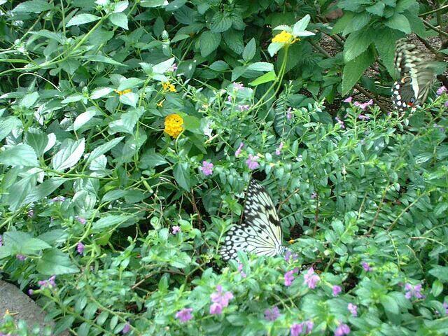 butterfly2