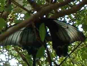 butterfly5