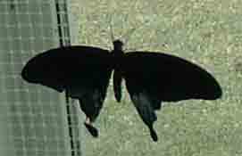 butterfly6
