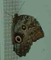 butterfly7
