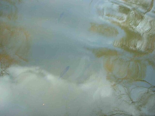 fishhigh