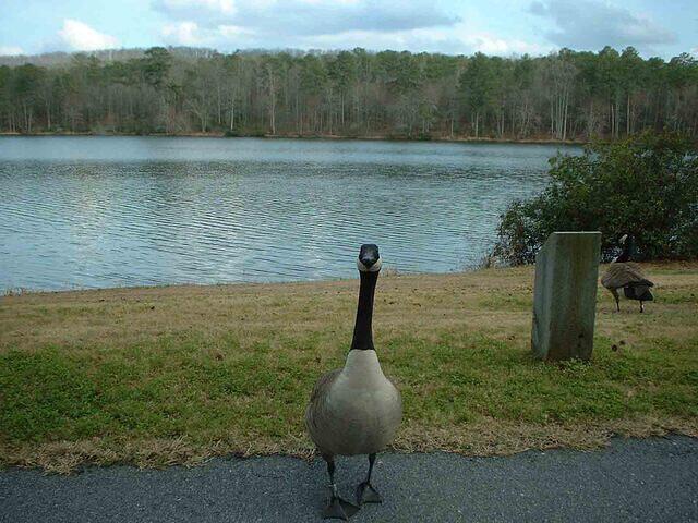 geese2high