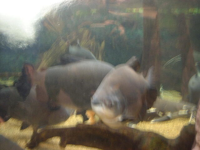 Big fish