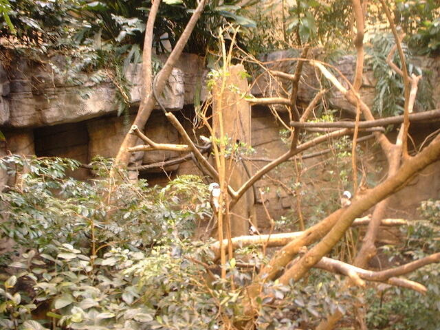 fast monkeys