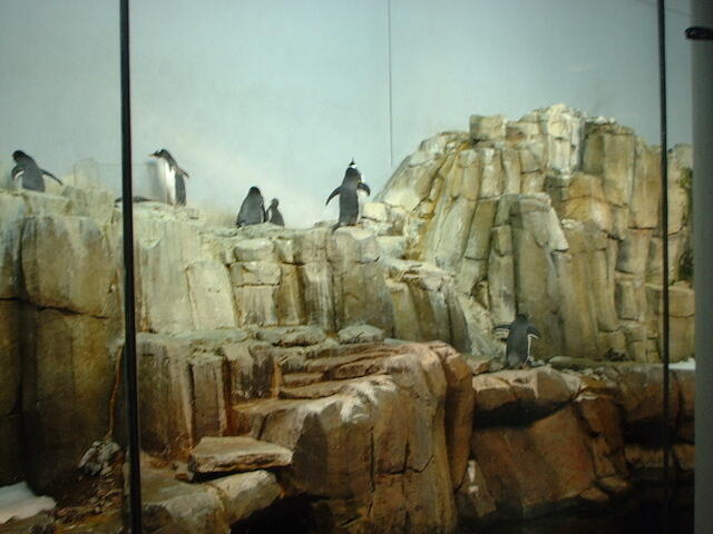 penguins2