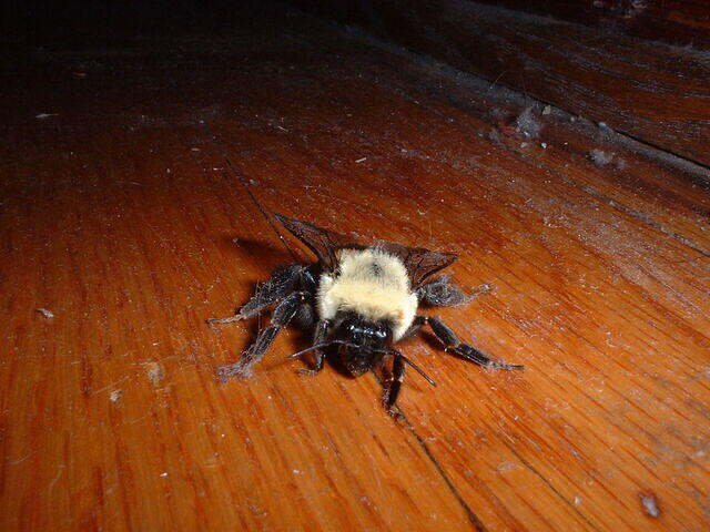 worldsbiggestbee2