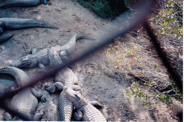 croc group