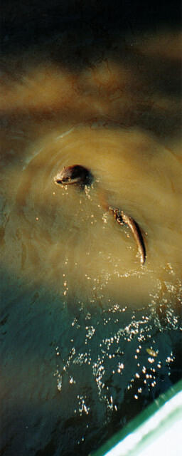 otter2