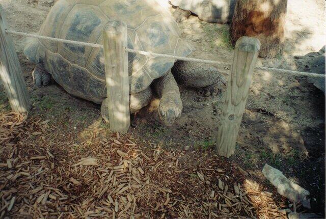 Big turtle
