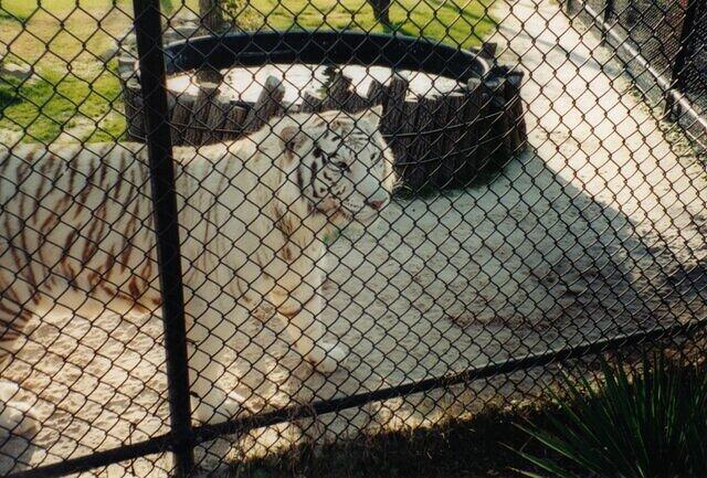 White tiger2