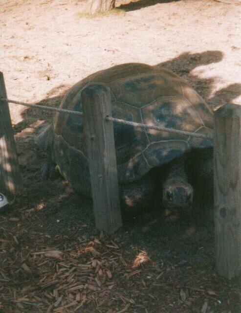 Big turtle2
