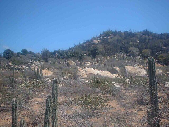Aruba cactus