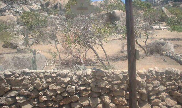 Aruba iguana fence