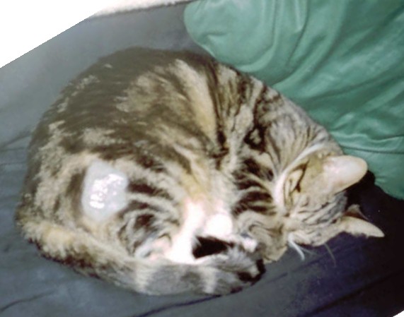 Tinity with morphine patch