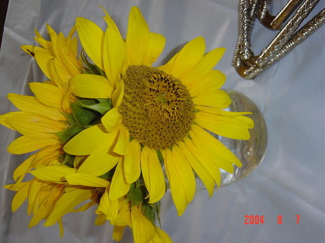 sunflower 002