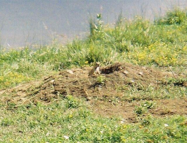 Prarie dog
