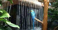 parrot