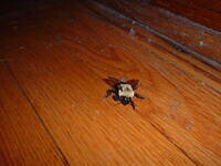 worldsbiggestbee