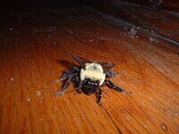 worldsbiggestbee2