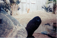 big turtle