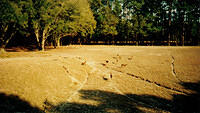 deers1