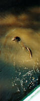otter2
