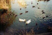 Ducks