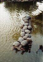 Turtles on log