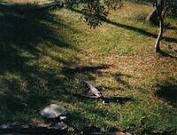Lonely turtle