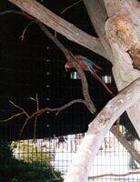 Pretty bird