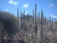 Aruba cactus field