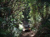 Barbados Safari jungle