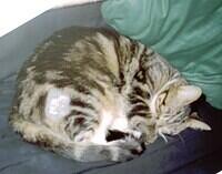 Tinity with morphine patch