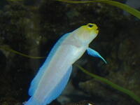 ABQ 2 009