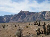burned plantlife at Red Rock
