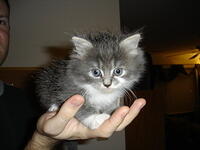 Kitten 003