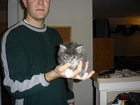Kitten 006