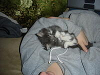 Kitten 011